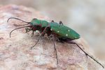 cicindela-campestris3-foto-swadzba
