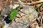 cicindela-campestris3-foto-vanderkrieken