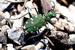 cicindela-gallica-foto-grubemann