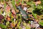 cicindela-gallica-foto-haug