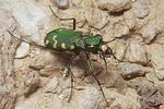 cicindela-gallica-foto-koehler