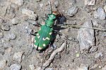 cicindela-gallica-foto-kretzschmar