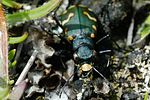 cicindela-gallica2-foto-fransen