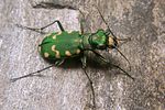 cicindela-gallica2-foto-koehler