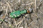 cicindela-gallica2-foto-kretzschmar