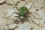 cicindela-gallica3-foto-koehler