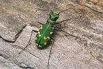 cicindela-gallica4-foto-koehler