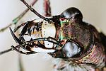 cicindela-hybrida-detail-foto-dvorak