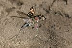 cicindela-hybrida-flug-foto-jschmidt