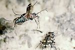 cicindela-hybrida-flug-foto-nagel