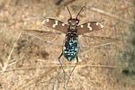cicindela-hybrida-flug2-foto-jschmidt