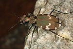 cicindela-hybrida-foto-altmann