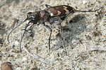 cicindela-hybrida-foto-bok