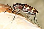 cicindela-hybrida-foto-dvorak