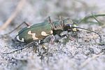 cicindela-hybrida-foto-faasen
