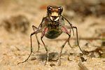 cicindela-hybrida-foto-gebel