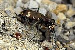 cicindela-hybrida-foto-grubemann
