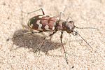 cicindela-hybrida-foto-nn
