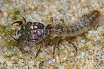 cicindela-hybrida-larva-foto-hall