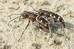 cicindela-hybrida-paar-foto-brueckner