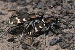 cicindela-hybrida-paar-foto-gebert
