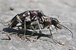 cicindela-hybrida-paar-foto-haug