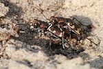 cicindela-hybrida-paar-foto-lenz
