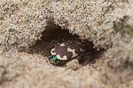 cicindela-hybrida-shelter-foto-hall