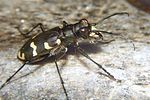 cicindela-hybrida-transversalis2-foto-koehler