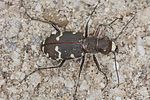 cicindela-hybrida-transversalis3-foto-koehler
