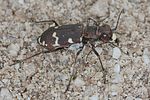 cicindela-hybrida-transversalis4-foto-koehler
