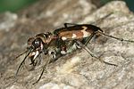 cicindela-hybrida2-foto-altmann