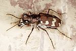 cicindela-hybrida2-foto-dvorak