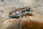 cicindela-hybrida2-foto-koehler