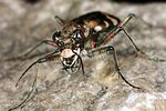 cicindela-hybrida3-foto-altmann