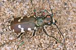 cicindela-hybrida3-foto-koehler