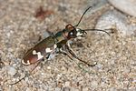 cicindela-hybrida4-foto-koehler