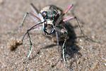 cicindela-lunulata-foto-manci