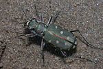 cicindela-lunulata2-foto-manci