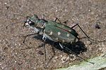cicindela-lunulata3-foto-manci