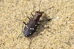 cicindela-lusitanica-silvaticoides2-foto-jacinto