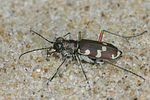 cicindela-maritima-foto-faasen