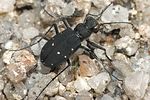 cicindela-maroccana-foto-andrade
