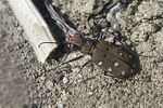 cicindela-marrocana-foto-martinez