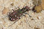 cicindela-marrocana-pseudomaroccana-foto-jacinto