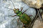 cicindela-marrocana2-foto-martinez