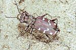 cicindela-soluta-pannonica-foto-polacek