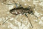 cicindela-sylvatica-foto-dvorak