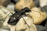 cicindela-sylvatica-foto-faasen