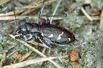 cicindela-sylvatica-foto-hauswirth